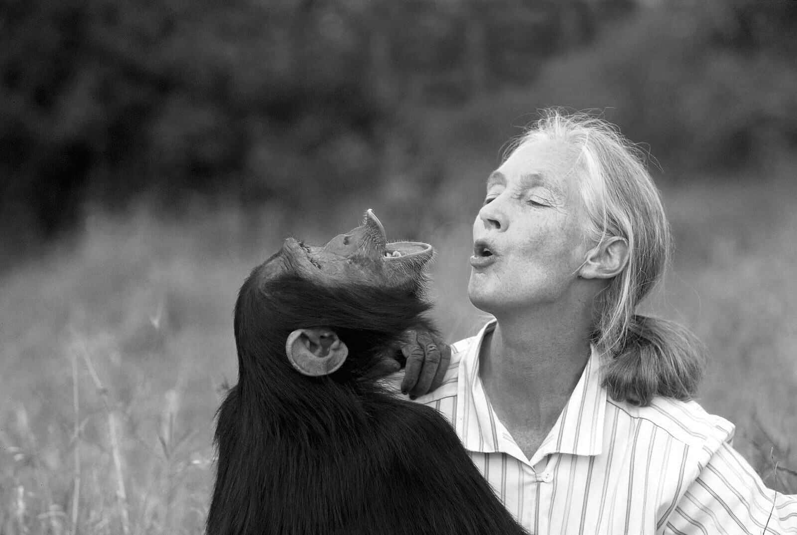 Jane Goodall with a chimpanzee