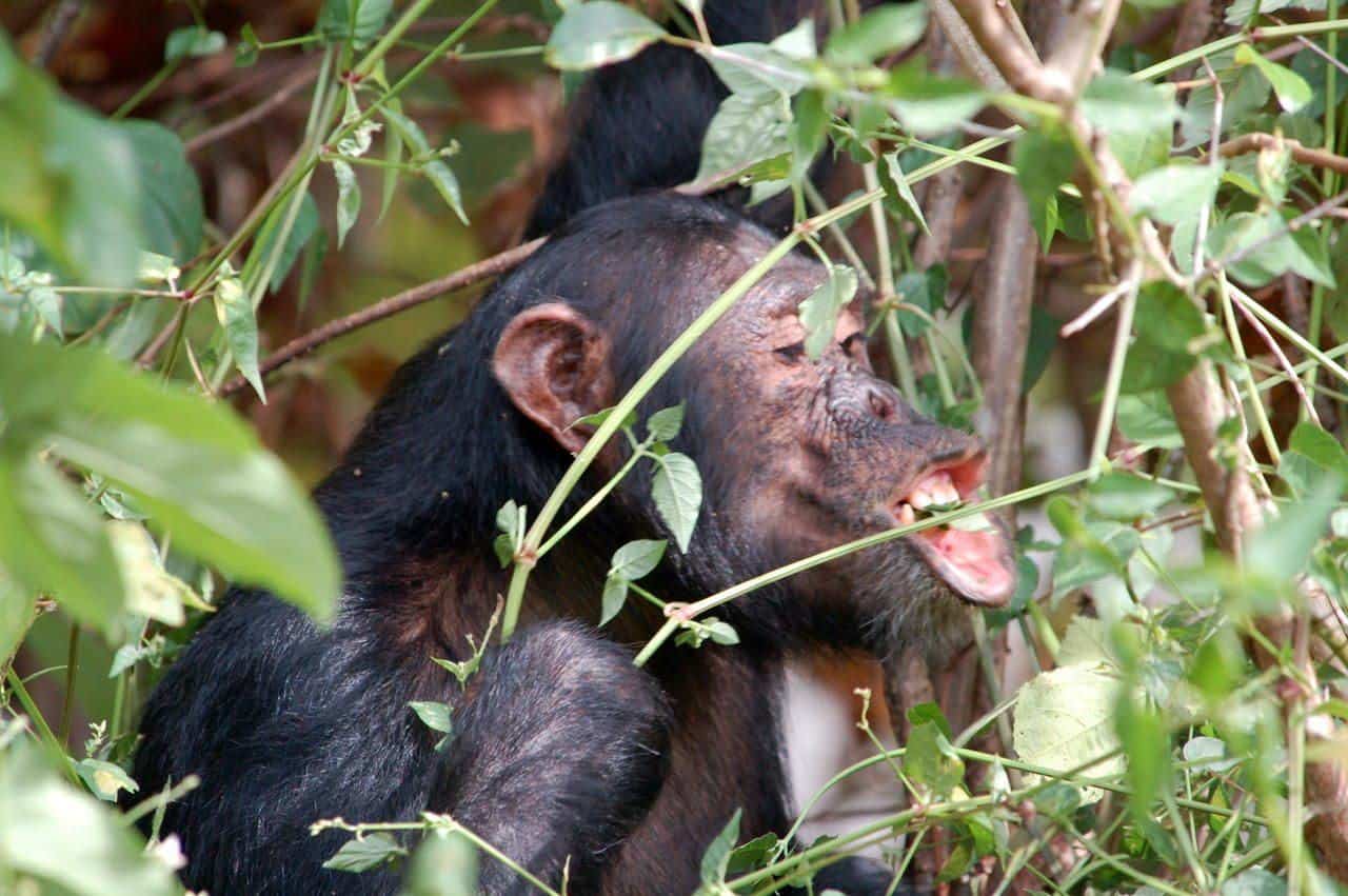 A wild chimpanzee in the forest at Kasekela, Gombe Stream