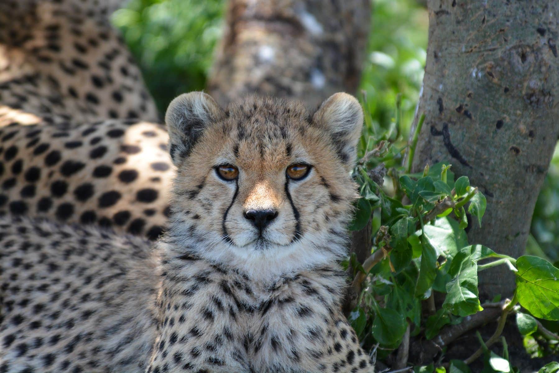 A cheetah mother and her cub in the grass of the Ndutu region