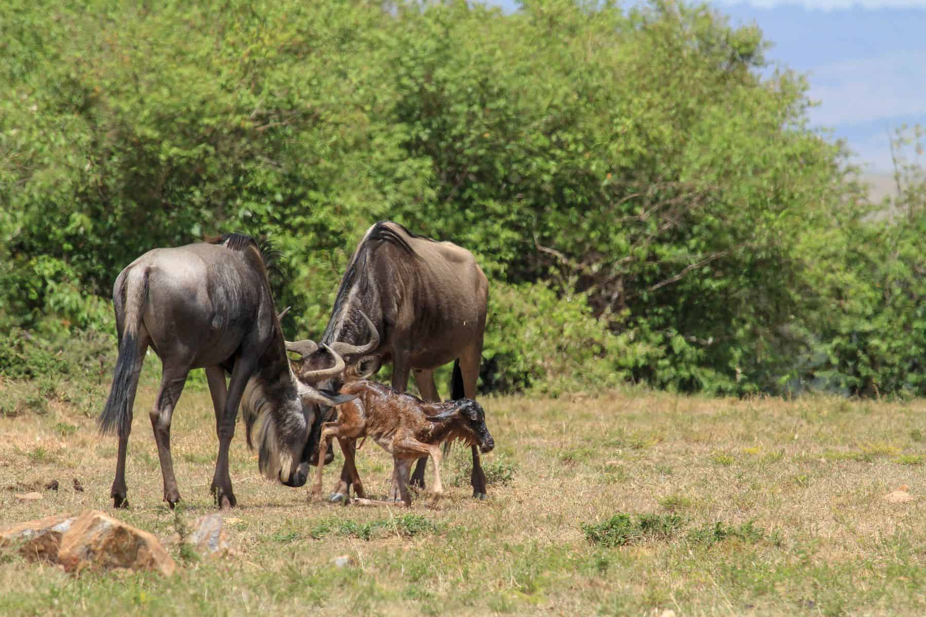 A wildebeest with a newborn calf on the short-grass plains of the Southern Serengeti