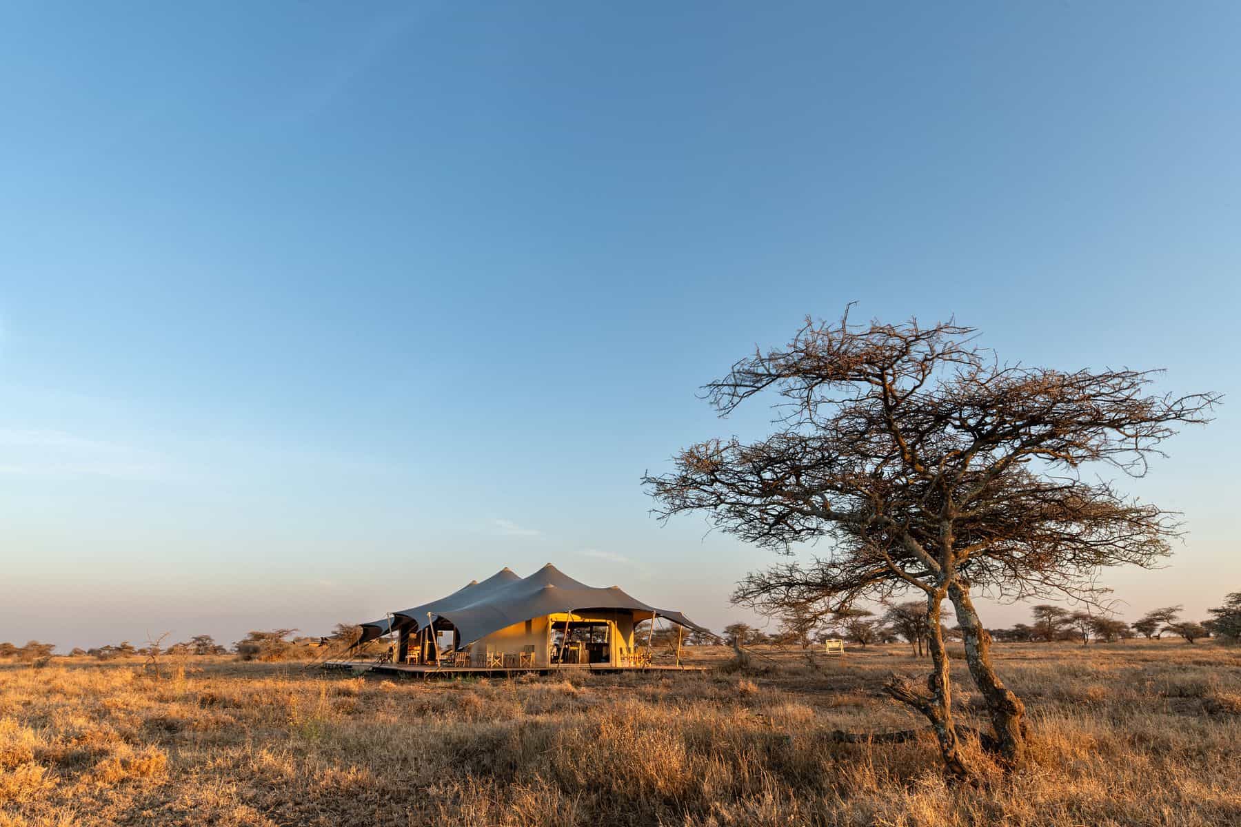 Dawn light over a kopje and lone acacia on the Serengeti plains